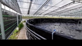 我家的魚菜共生系統,今天系統里放入了試水魚,觀察7天沒問題就可以上其它品種